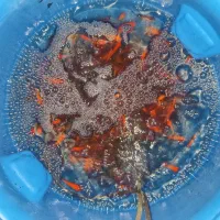 ماهی عید|ماهی|محمدیه-قزوین, |دیوار