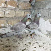کفتر پلاکی سرخ یا سخریچ|پرنده|یزد, |دیوار