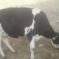 گوساله نرسمینتال55م گاوابستن دوماه وقت زایش10ک شیر|حیوانات مزرعه|بجنورد, |دیوار