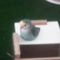 کوتوله برزیلی جفت