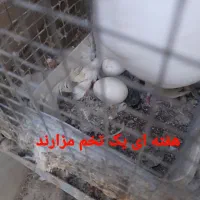 کبوتر پاپری|پرنده|اصفهان, جاوان|دیوار