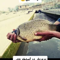 نوزاد ماهی