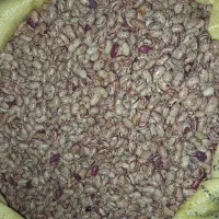 لوبیای بذری