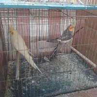 عروس هلندی