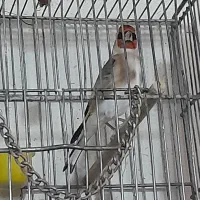 سره بهاره استانه|پرنده|شازند, |دیوار