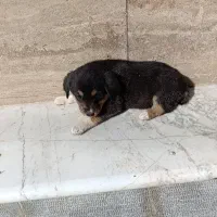 فروش دو قلاده توله نر و ماده