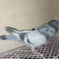 یک جفت جوجه سبز پلاکی