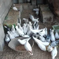کبوتر