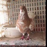 تعدادی کبوتر