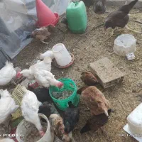 تعدادی جوجه بوقلمون و مرغ و خروس تزئینی|حیوانات مزرعه|مشهد, الهیه|دیوار