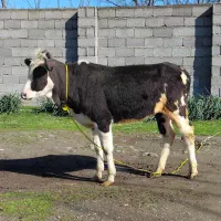 گاوگوساله.لیشه