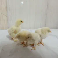 جوجه برهما لایت