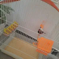 فنچ تخم گذار
