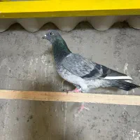 کبوتر انگلیسی