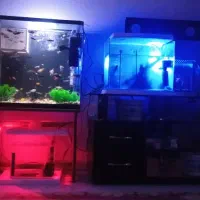 ماهی گیاه خار و گوشت خار