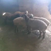 میش آبستن 6عدد
