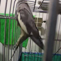 ماده عروس هلندی|پرنده|محمدیه-قزوین, |دیوار