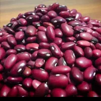 لوبیا قرمز درجه یک فقط عمده
