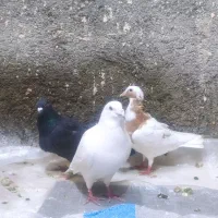 کبوتر|پرنده|چناران, |دیوار