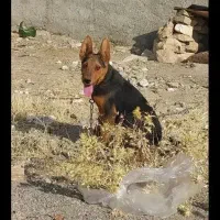 توله سگ ژرمن