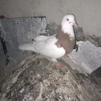 ی طوقی سرخ فروشی