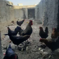 مرغ تخم گذار وخروس محلی