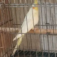 جوجه ۳ ماهه عروس لوتینو درشت و کشیده