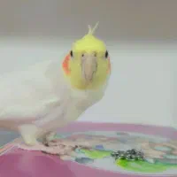 طوطی عروس هلندی|پرنده|کرمان, |دیوار