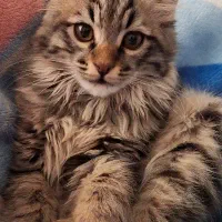 گربه نر ۵ماهه واگذاری