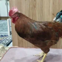 خروس و مرغ تخم گذار|حیوانات مزرعه|قم, طلاب غیر ایرانی|دیوار