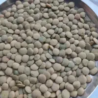 عدس محلی بذری