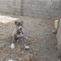 واگذاری توله