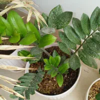 گل طبیعی زامفولیا باگلدان سرامیکی بزرگ