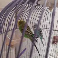 چهار عدد مرغ عشق|پرنده|چهاردانگه (تهران), |دیوار