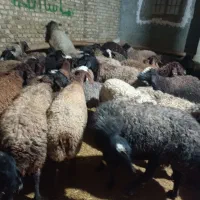 جهت نگهداری و قربانی کردن|حیوانات مزرعه|قزوین, |دیوار