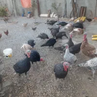 ۲۵ عددبوقلمون نروماده