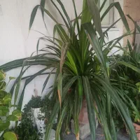 گل بهمراه گلدان سفالی بزرگ