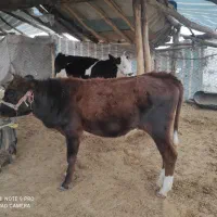 گوساله ماده سیمینتال و هلشتاین|حیوانات مزرعه|کوهدشت, |دیوار