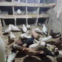 کفتر یا کبوتر|پرنده|خنجین, |دیوار