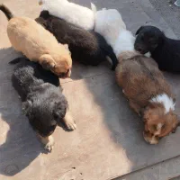 سلام به  عزیز تعداد هفت توله سگ به فروش میرسد|سگ|قدس, شهر‌قدس|دیوار