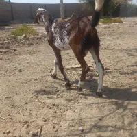 بزنر|حیوانات مزرعه|زابل, |دیوار