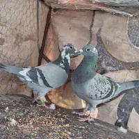 کفتر|پرنده|بیرجند, |دیوار