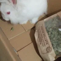 خرگوش و یه پلت  و یونجه|موش و خرگوش|ماهدشت, |دیوار