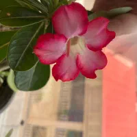 گل خاص گل بنسای ادنیوم|گل و گیاه طبیعی|رشت, فلسطین|دیوار