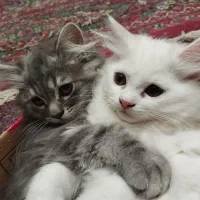 گربه پرشین اسکاتیش