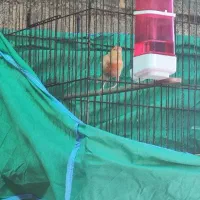 قنارینرمست|پرنده|کارون, |دیوار