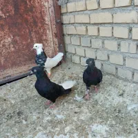 سه تا نر عالی|پرنده|بهبهان, |دیوار