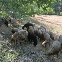 گوسفند|حیوانات مزرعه|سروآباد, |دیوار