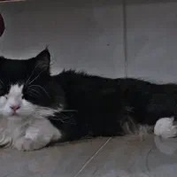 گربه نر پرشین اصیل جهت جفت گیری|گربه|یزد, |دیوار