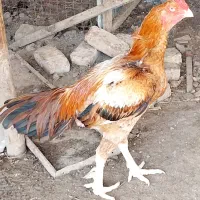 مرغ جوجه با خروس